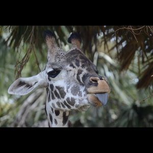 Meet your Posher, Judie